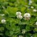 White Dutch Clover Field