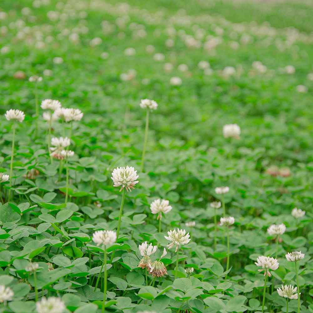 Clover White Huia Trifolium Repens 10gr Seeds