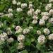 White Dutch Clover Seed