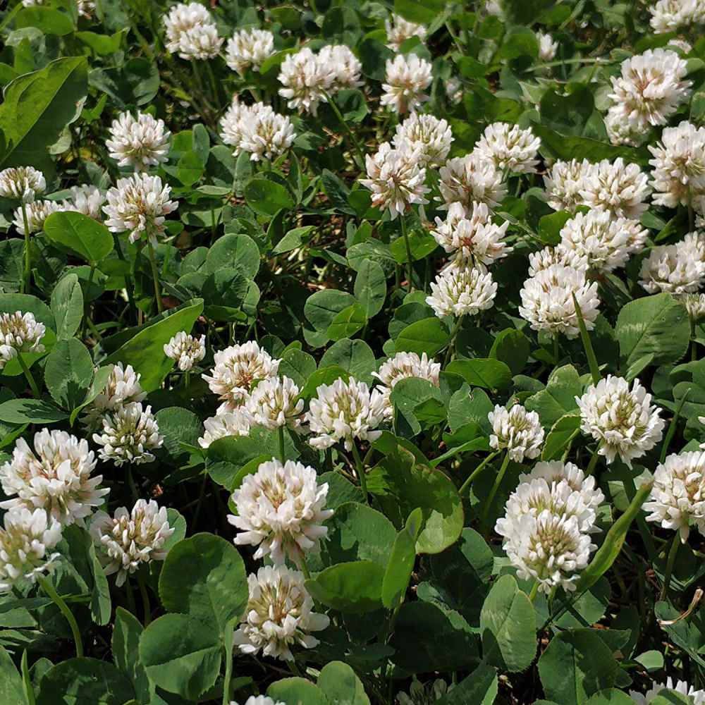 White Dutch Clover 4,000 Seeds Hardy in the tough spots.
