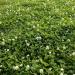 White Dutch Clover Forage