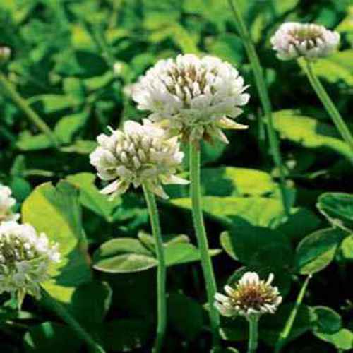 DUTCH CLOVER 2 lb Seed Lawn Yard Groundcover Seeds Low Growing Bee Rabbit 