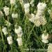 White Prairie Clover Field