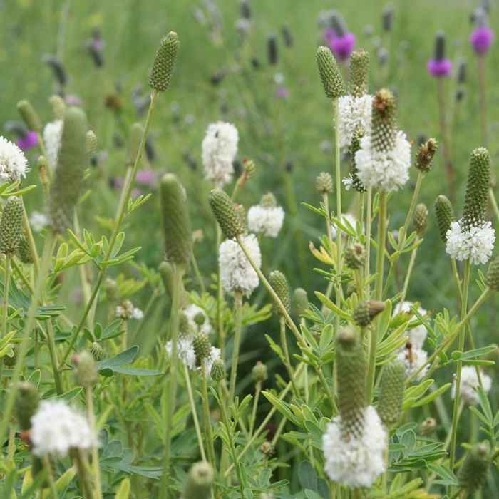 White Prairie Clover Plants