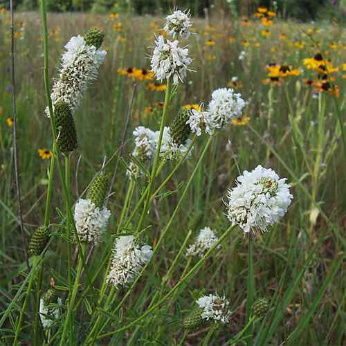 Prairie Clover Seeds...