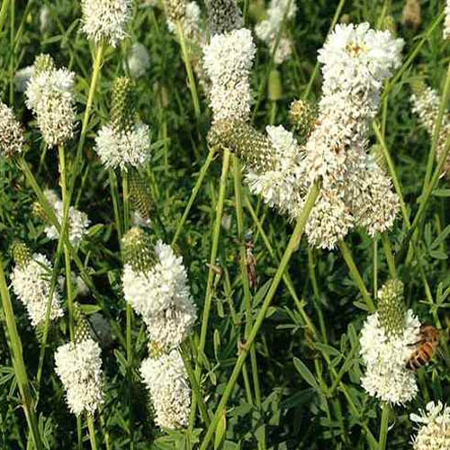 White Prairie Clover Seed Bag