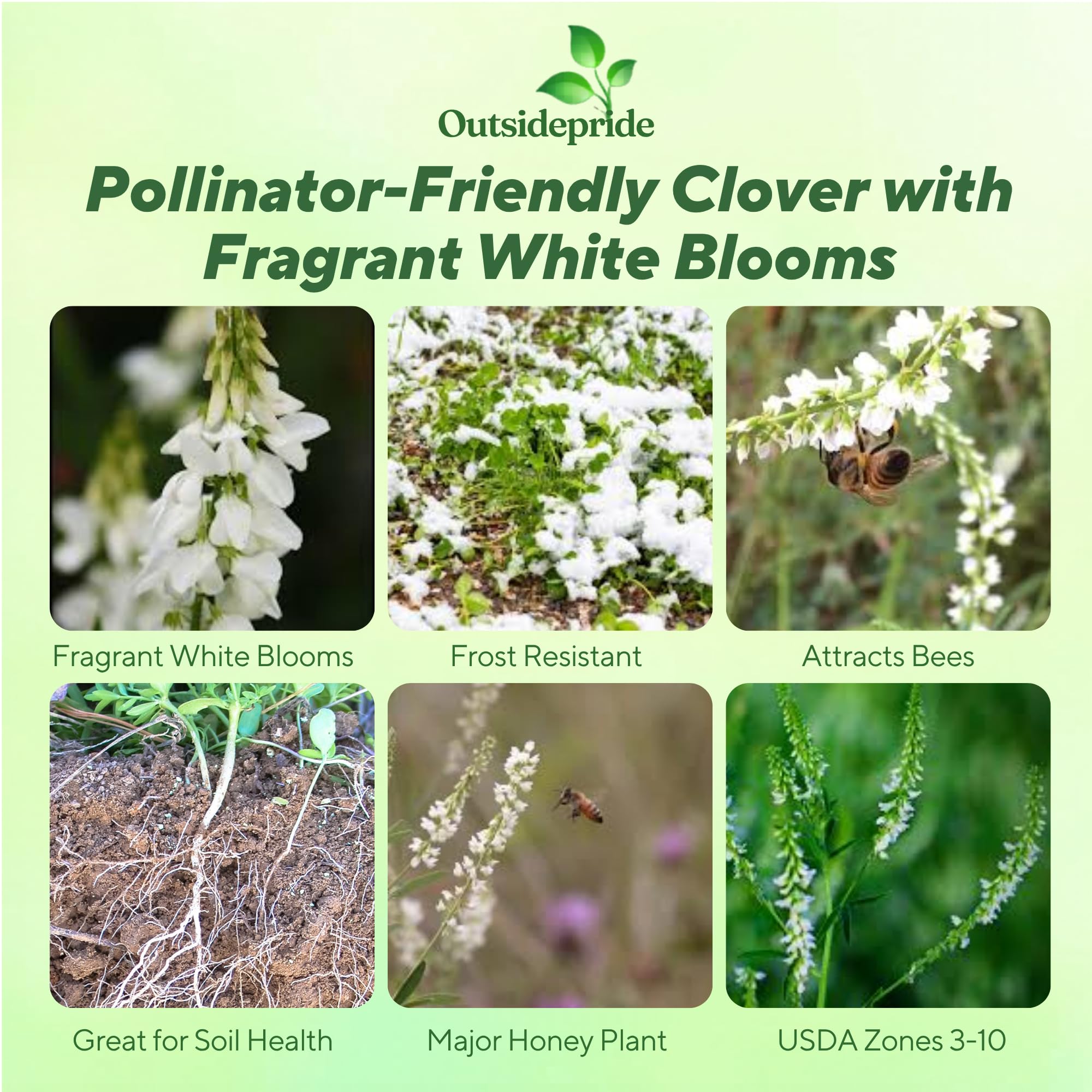 White Sweet Clover