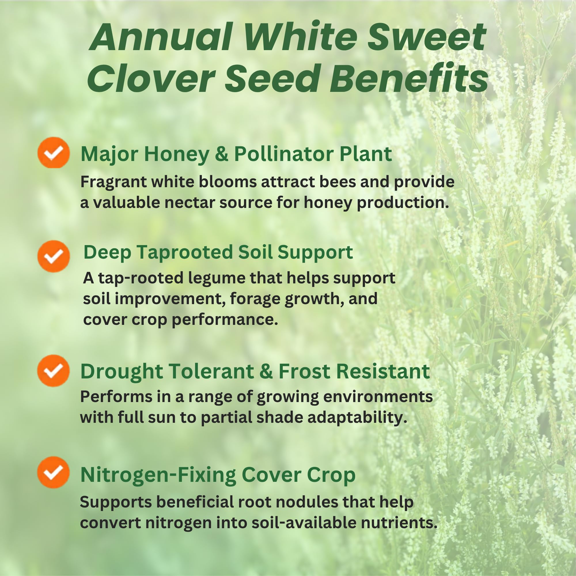 White Sweet Clover Field