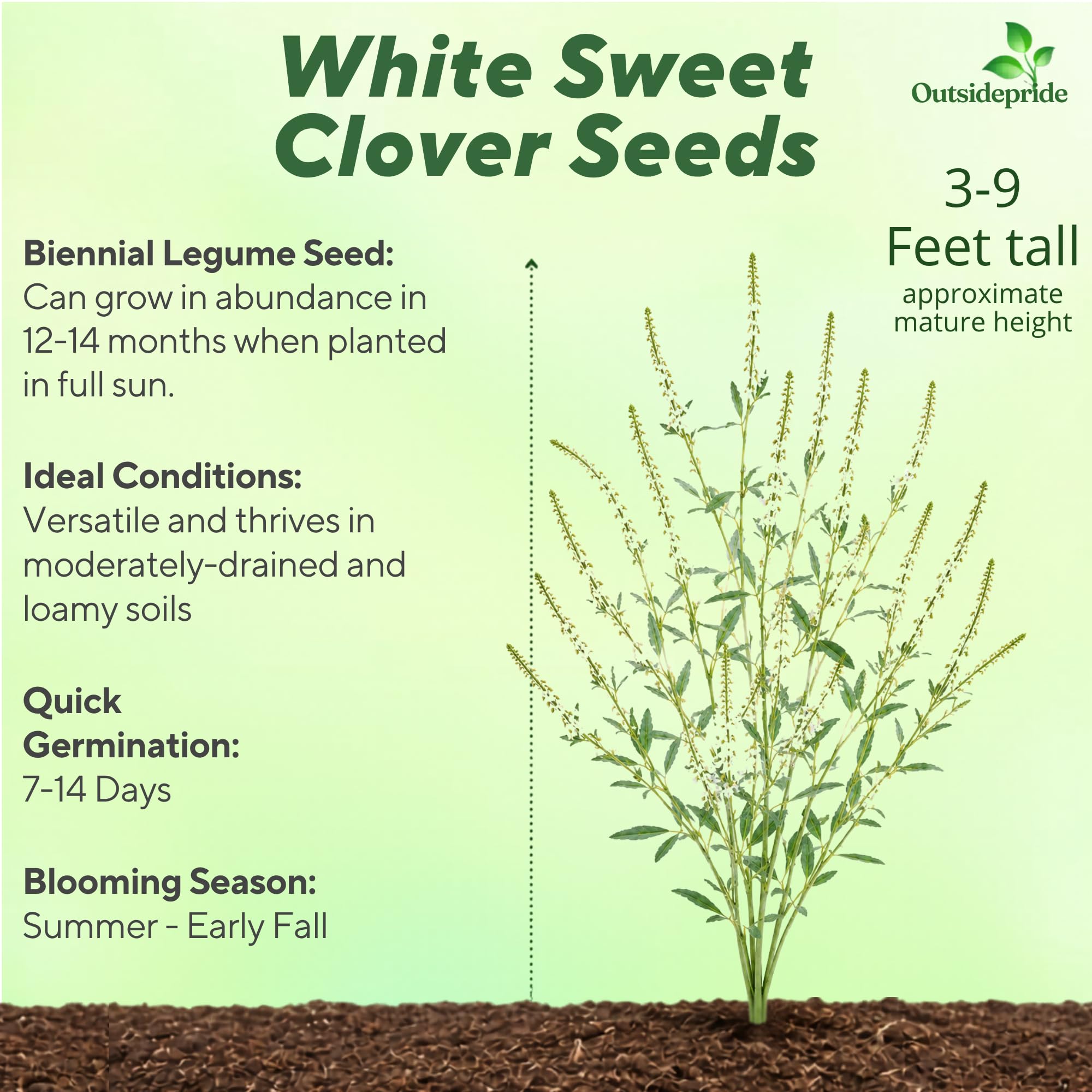 White Sweet Clover Pollinator