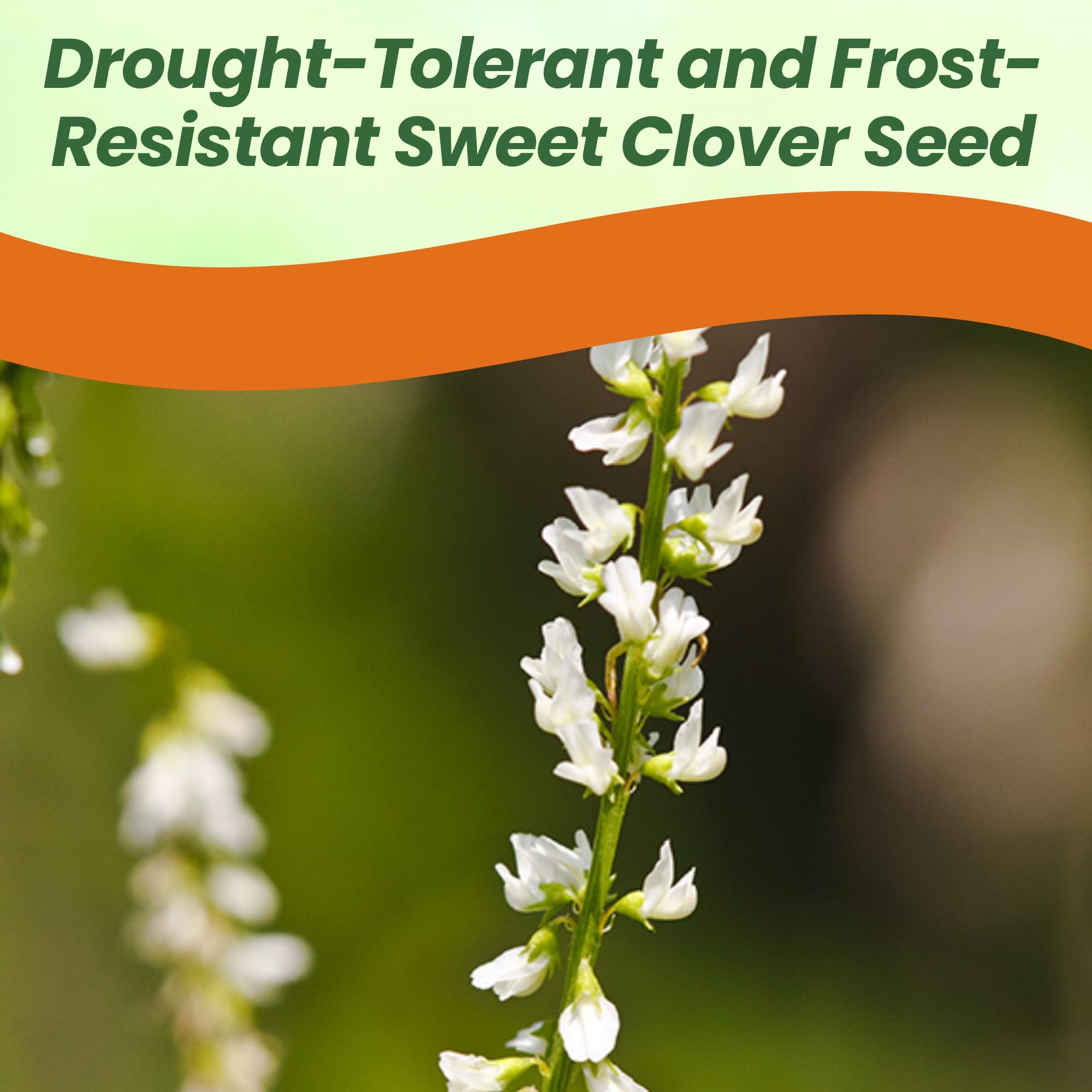 White Sweet Clover For Bees
