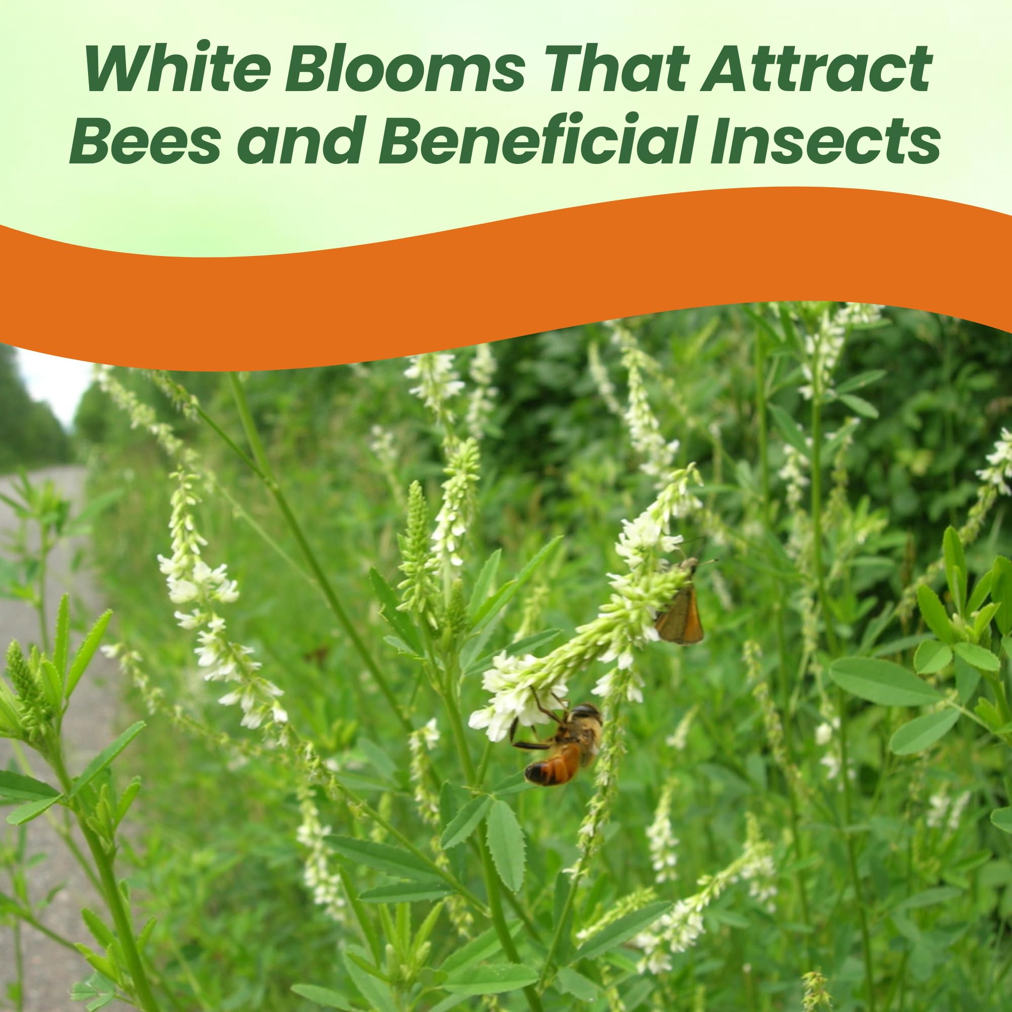 White Sweet Clover Forage