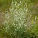 Melilotus Alba Clover