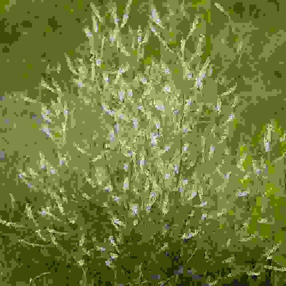 Melilotus Alba Clover