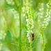White Sweet Clover