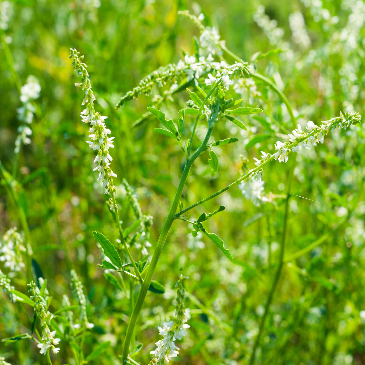 White Sweet Clover Field