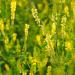 Yellow Sweet Clover