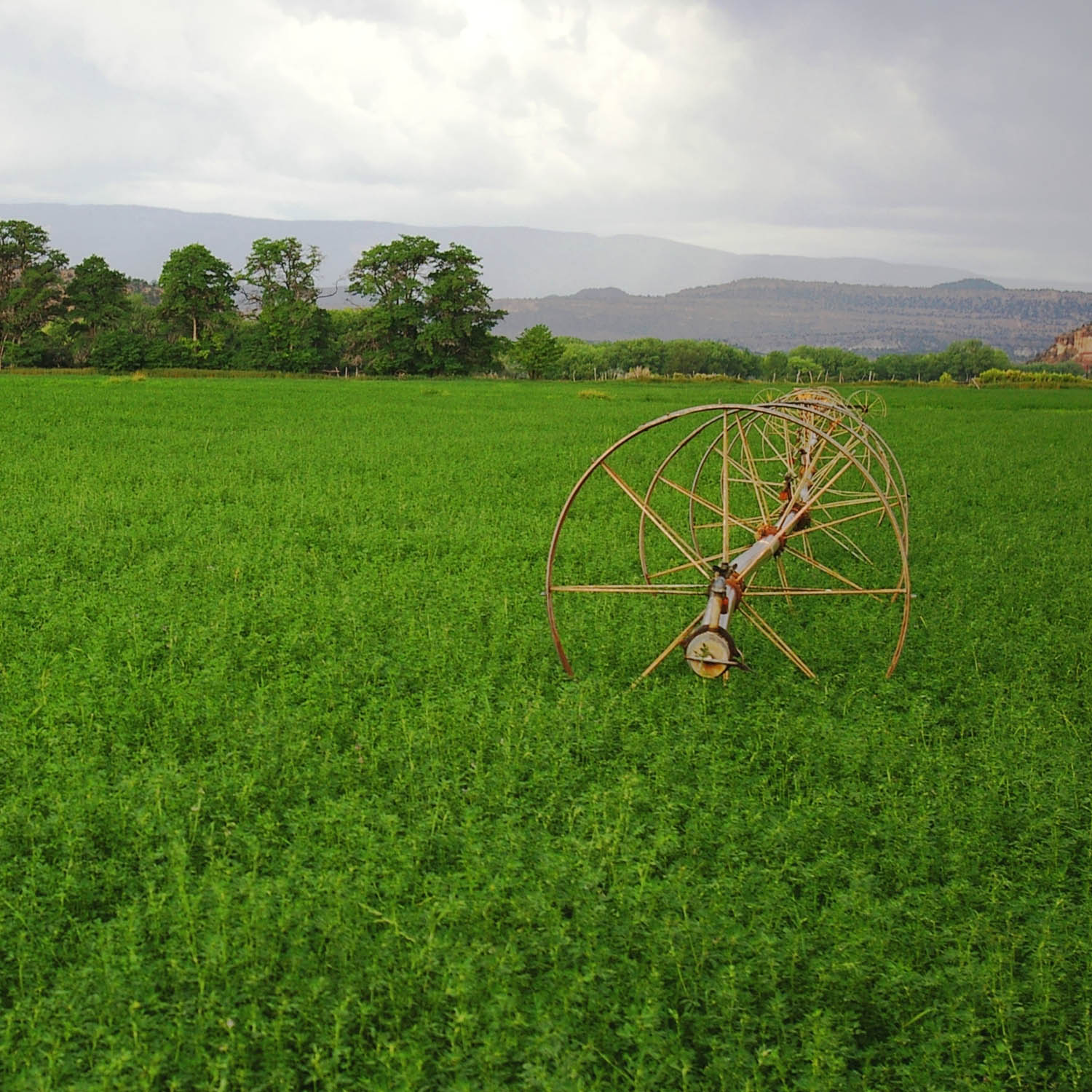 Vernal Alfalfa Field From Seeds