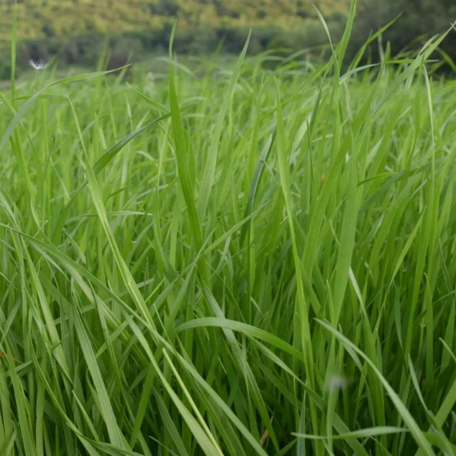 Bulk Annual Ryegrass Forage Seed Bag