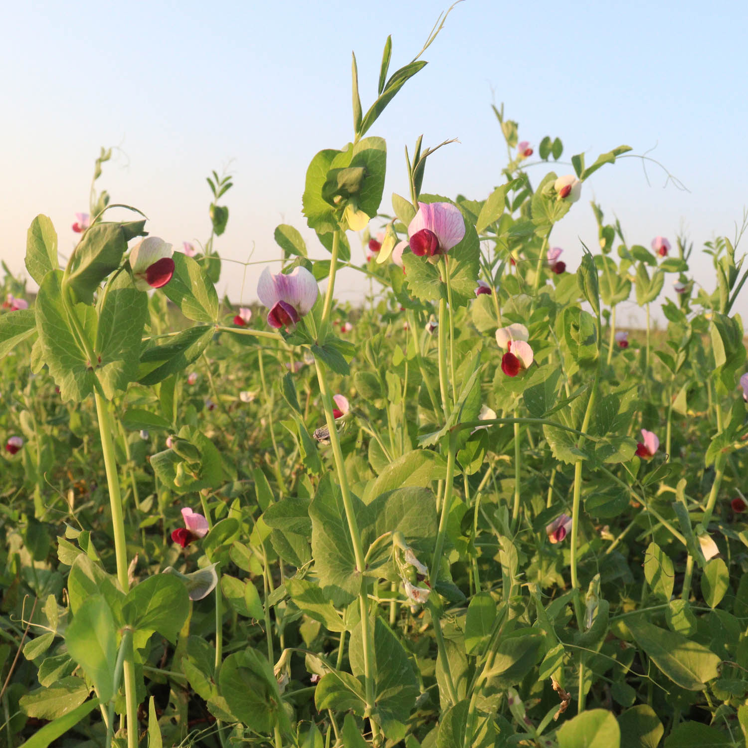 Austrian Winter Peas Cover Crop