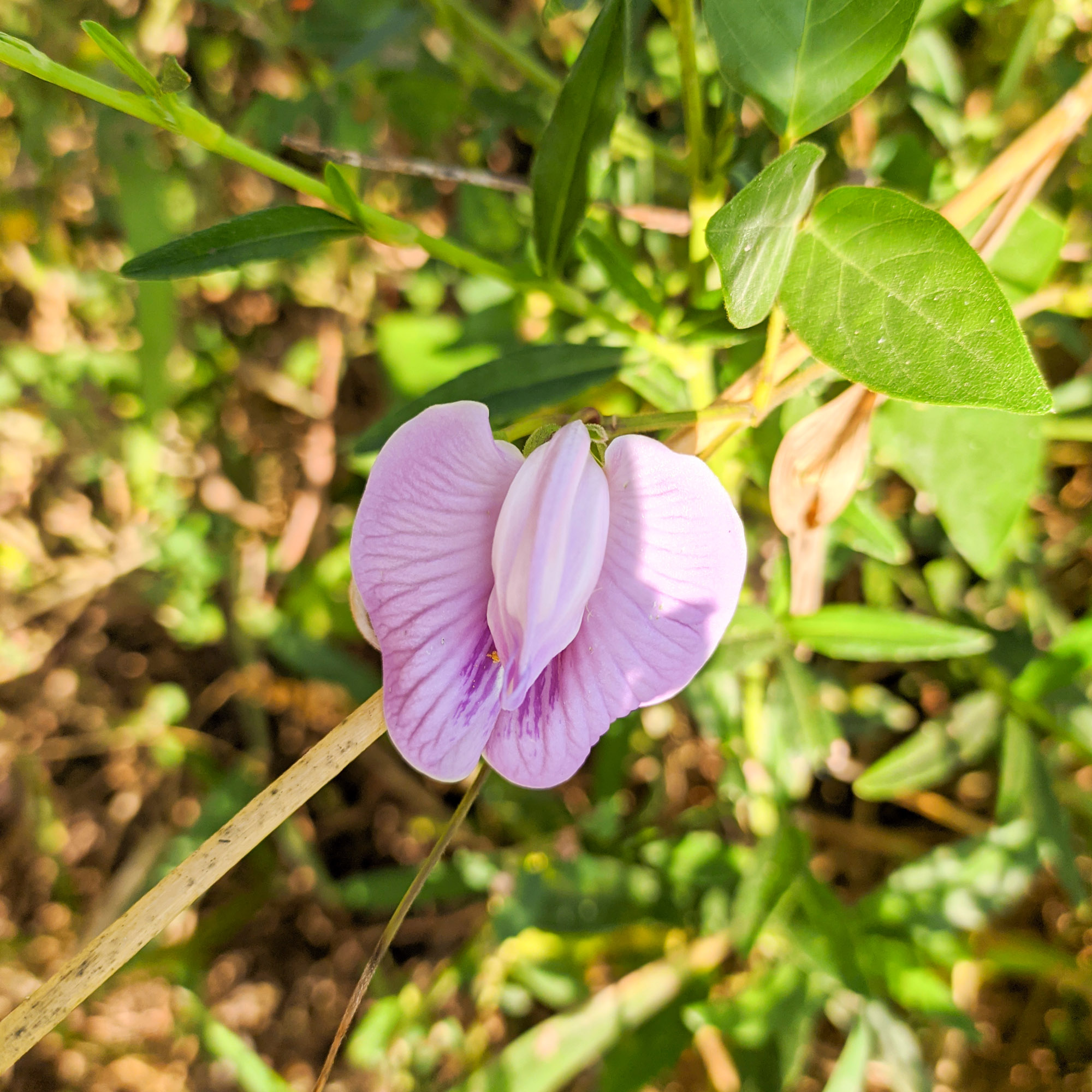 Austrian Winter Peas Cover Crop