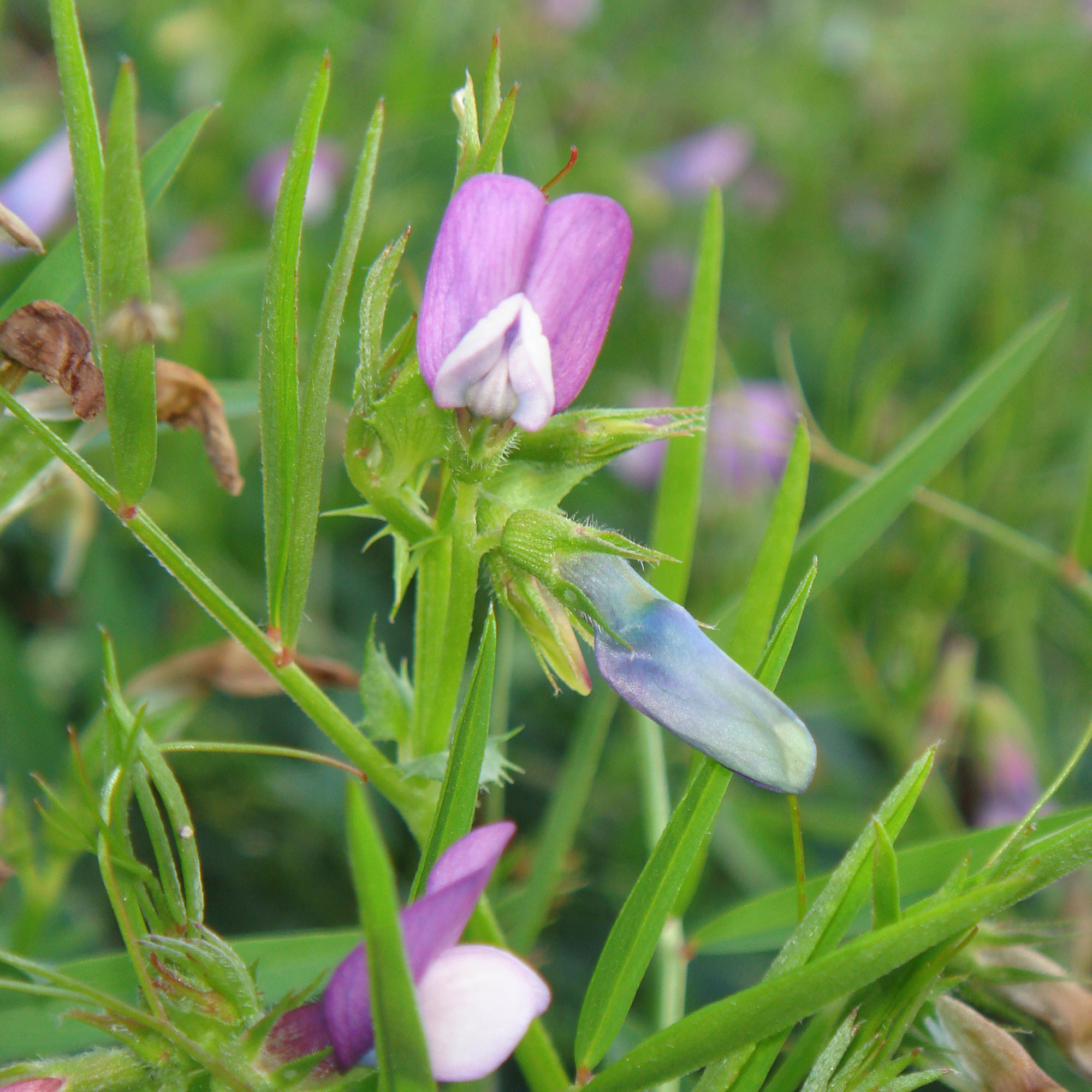 Austrian Winter Peas Plant