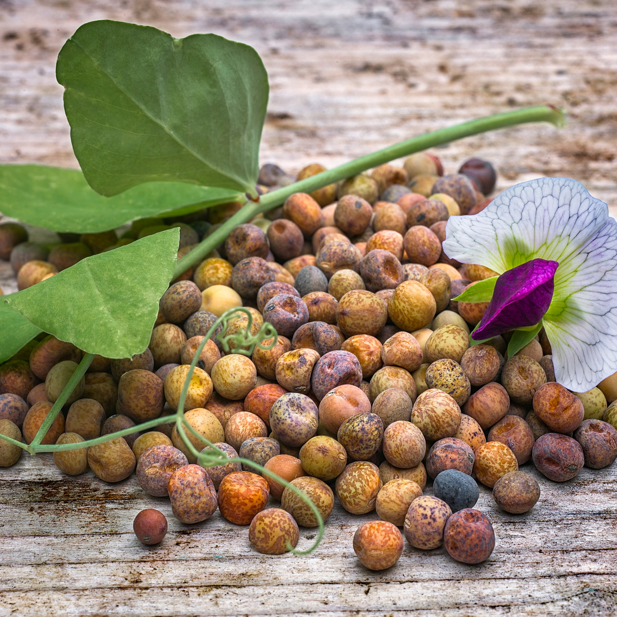 Austrian Winter Peas