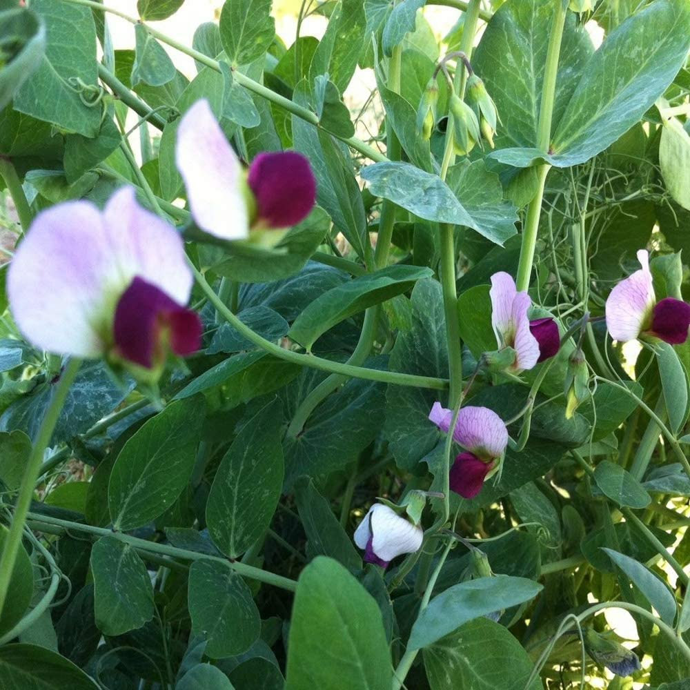 Austrian Winter Peas Garden