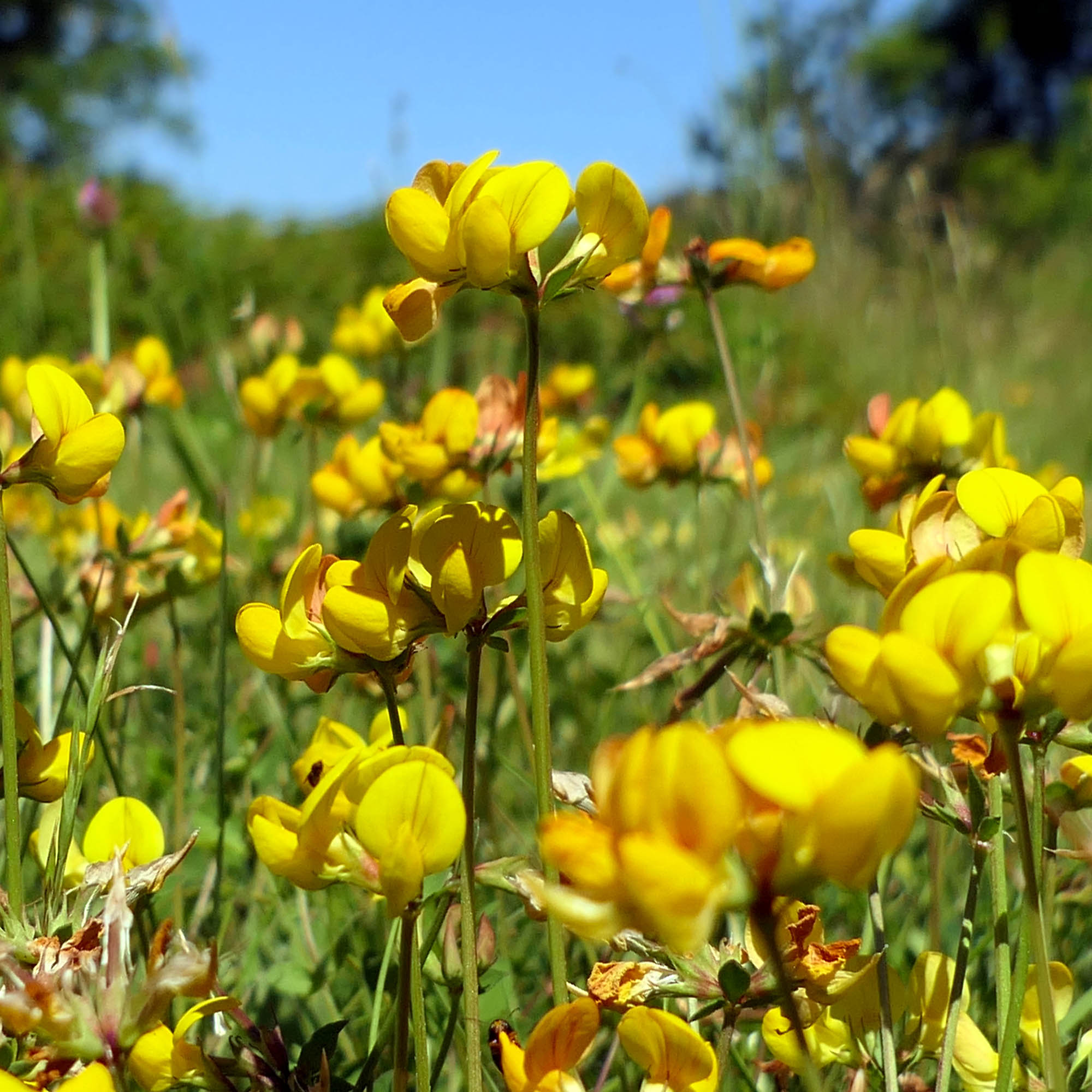 Birdsfoot Trefoil Seed Bag