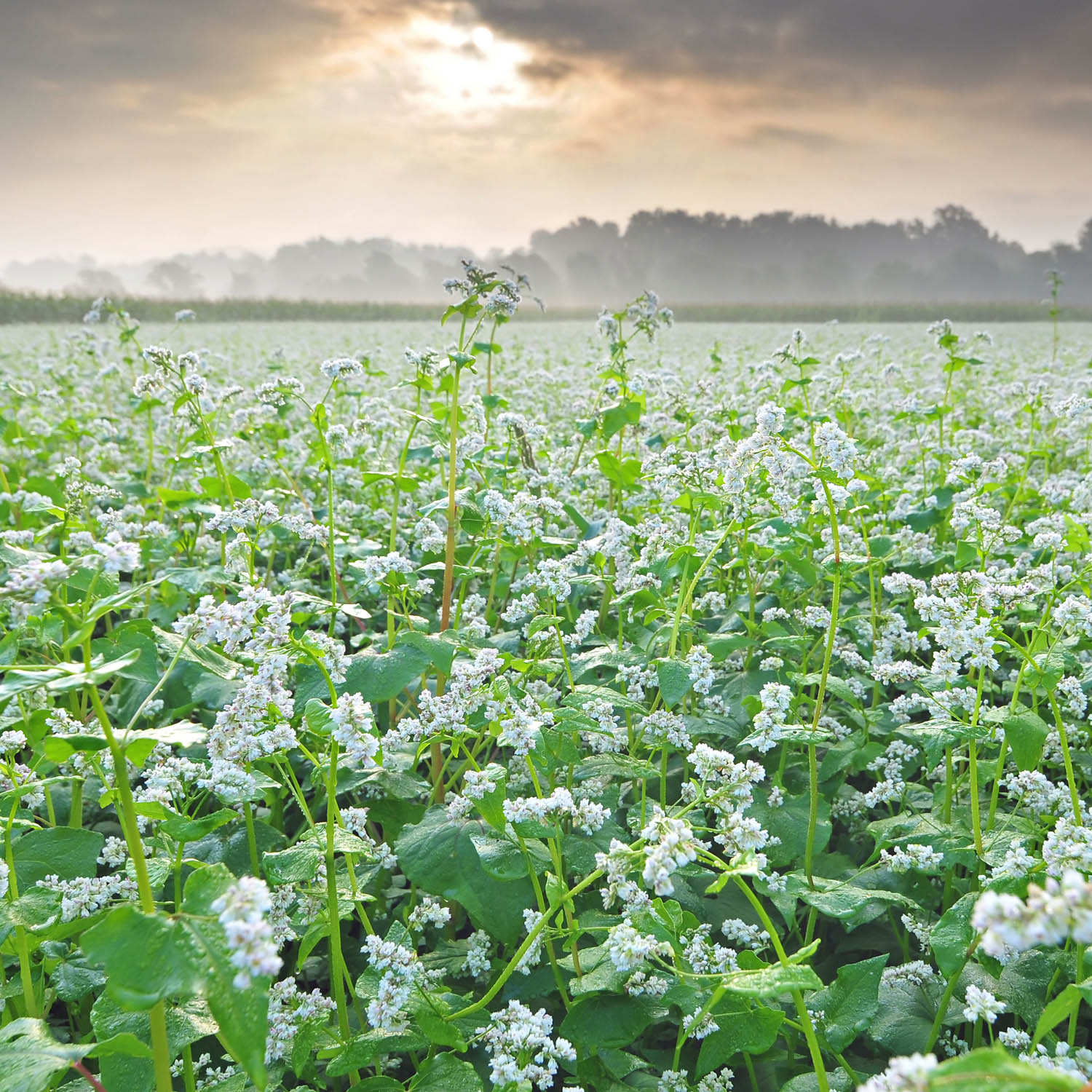 Buckwheat Bulk Seed Bag