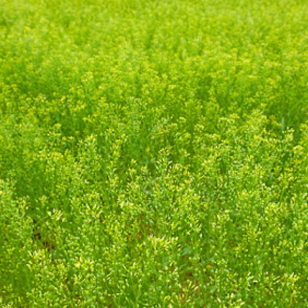 Camelina Field Planted From Cover Crop Seeds