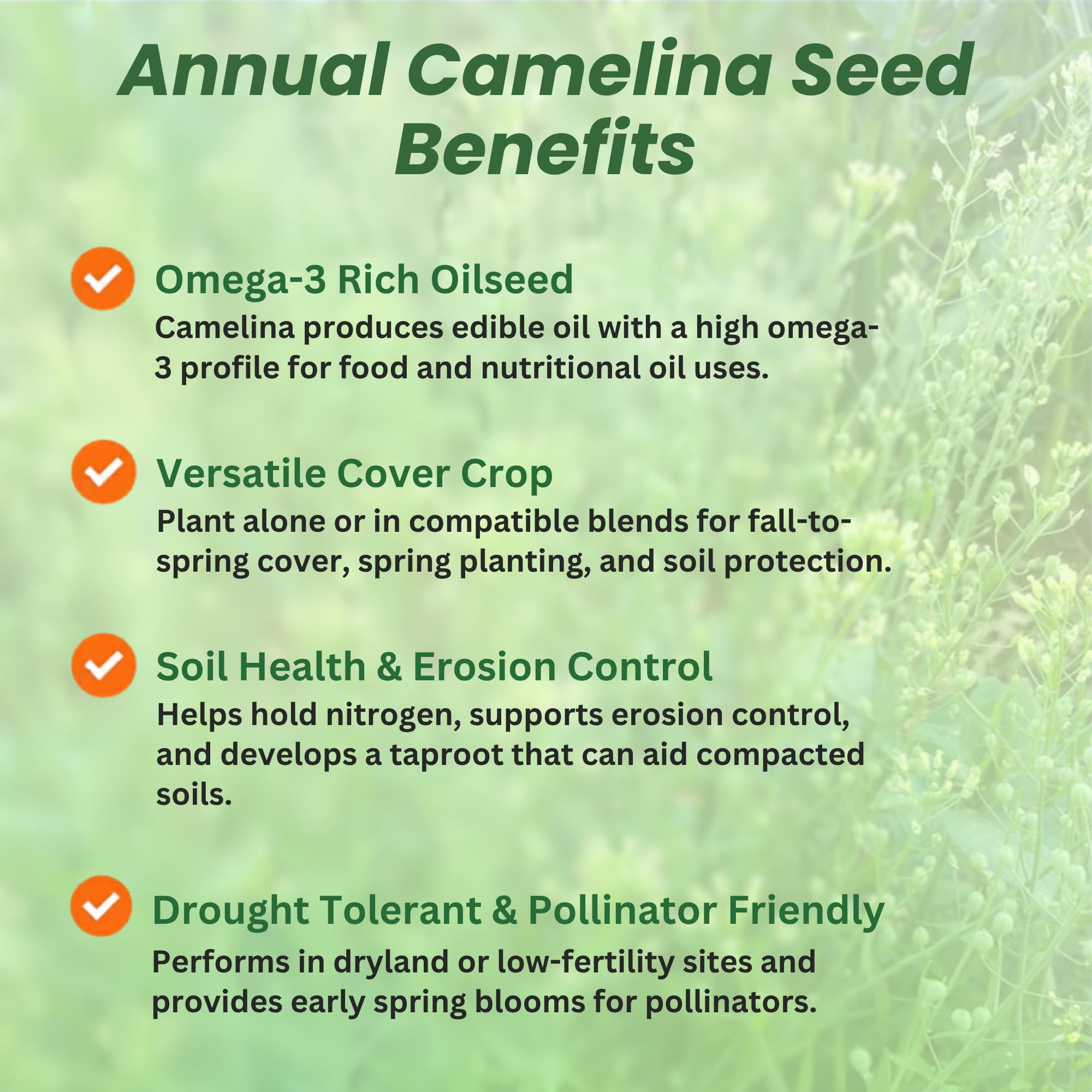 Camelina Bulk Seeds