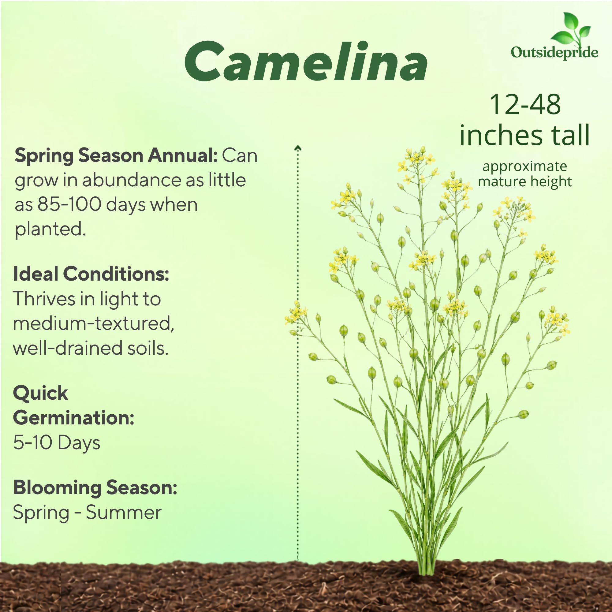 Camelina Oil Seed Field