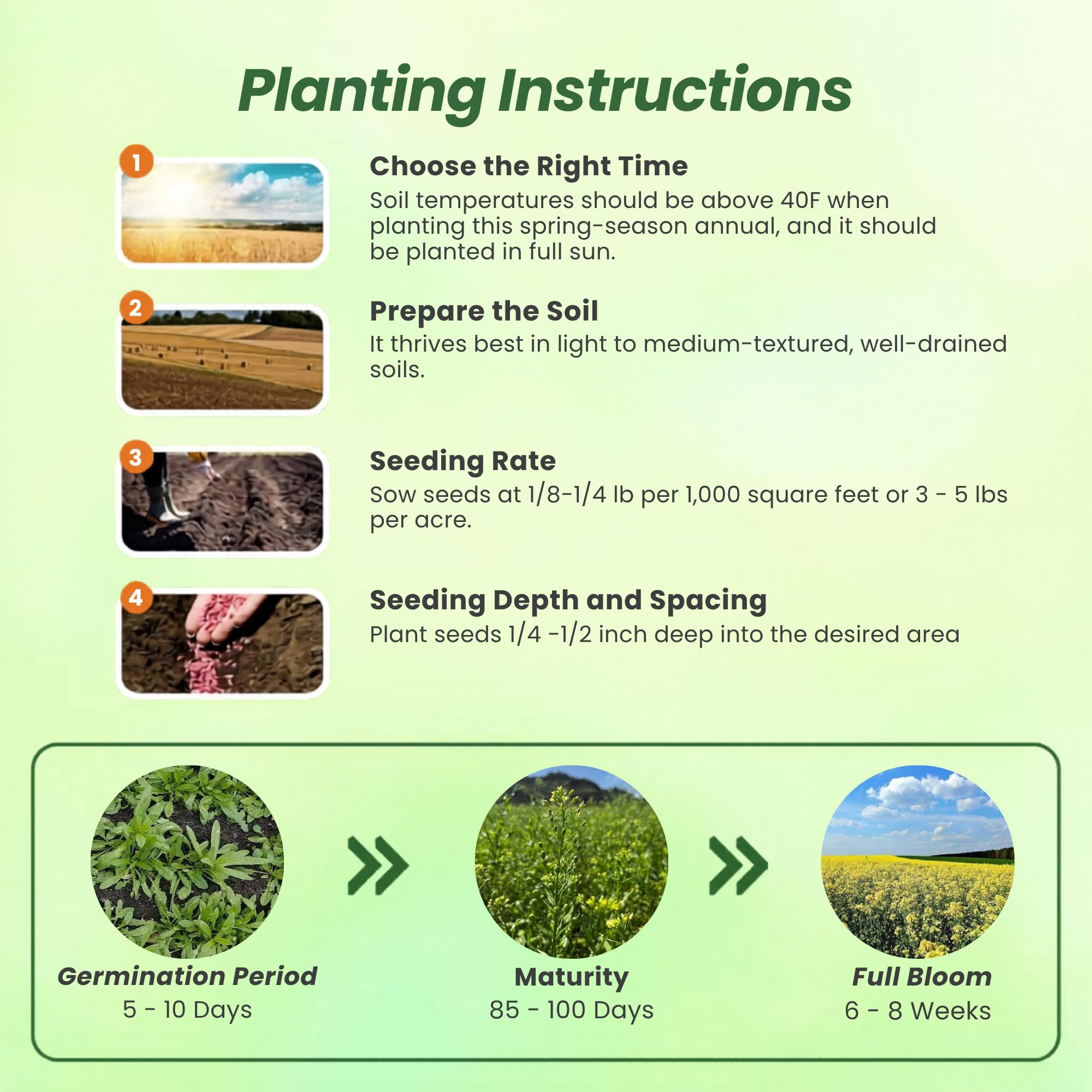 Camelina Seed Planting