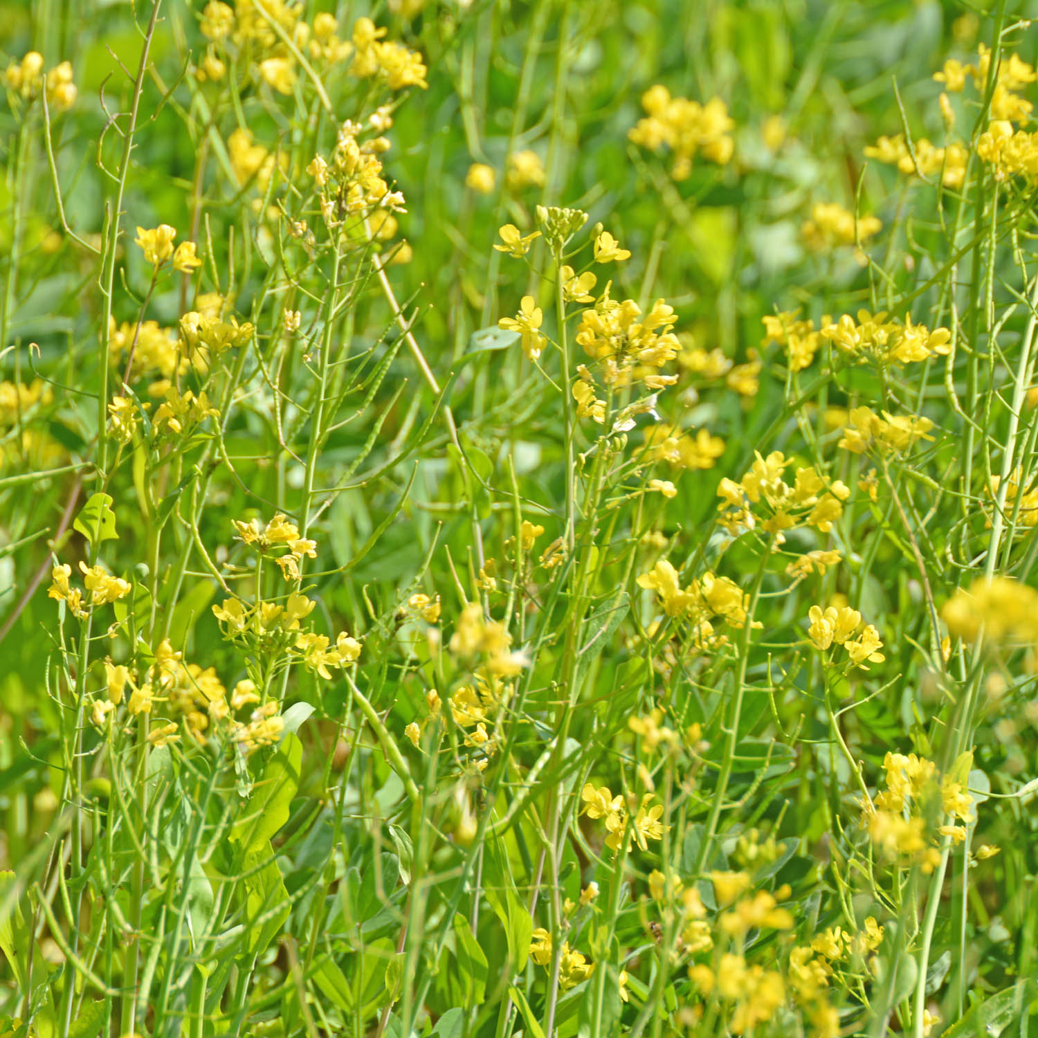 Camelina Seed Bag For Planting