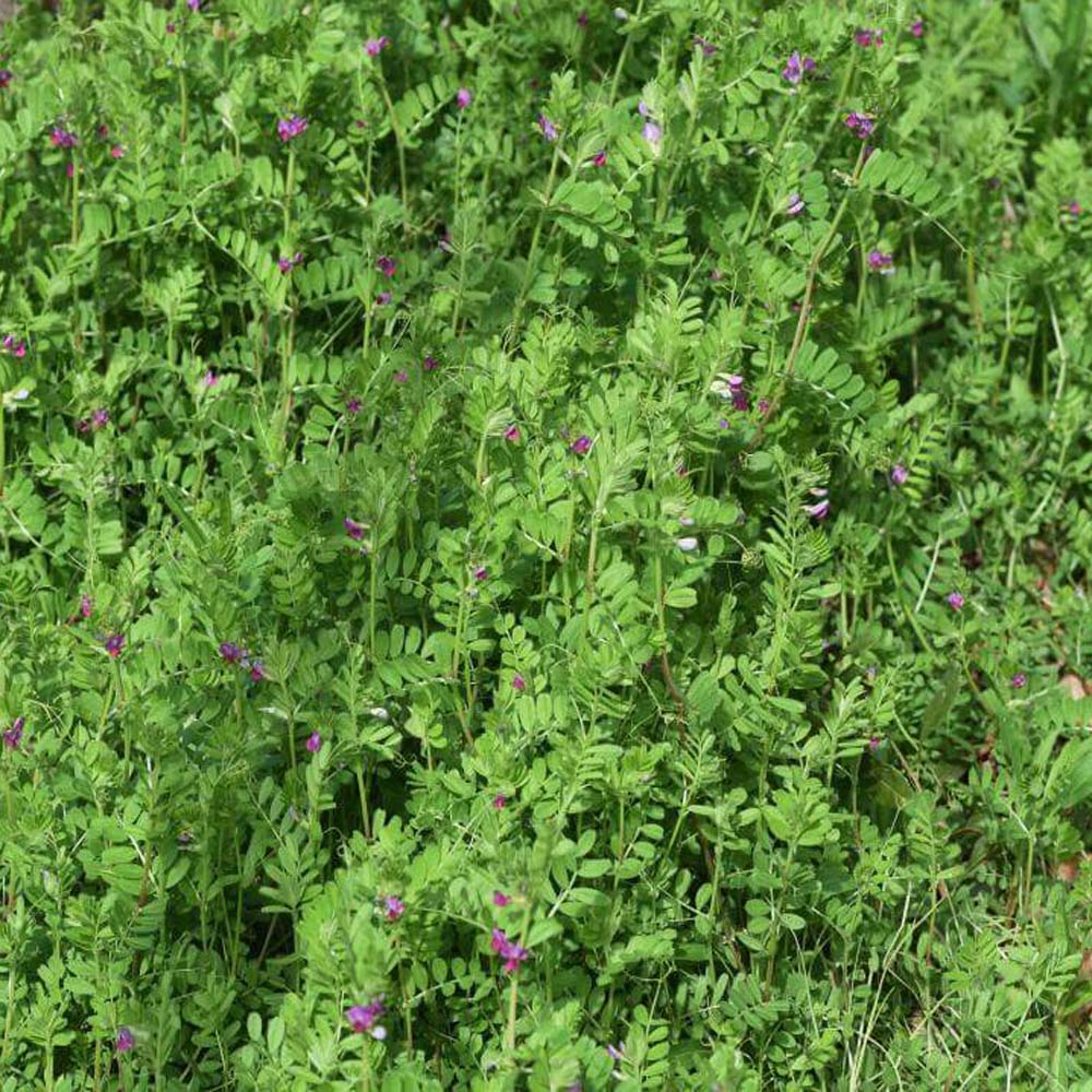 Field of Common Vetch Planted From Seeds