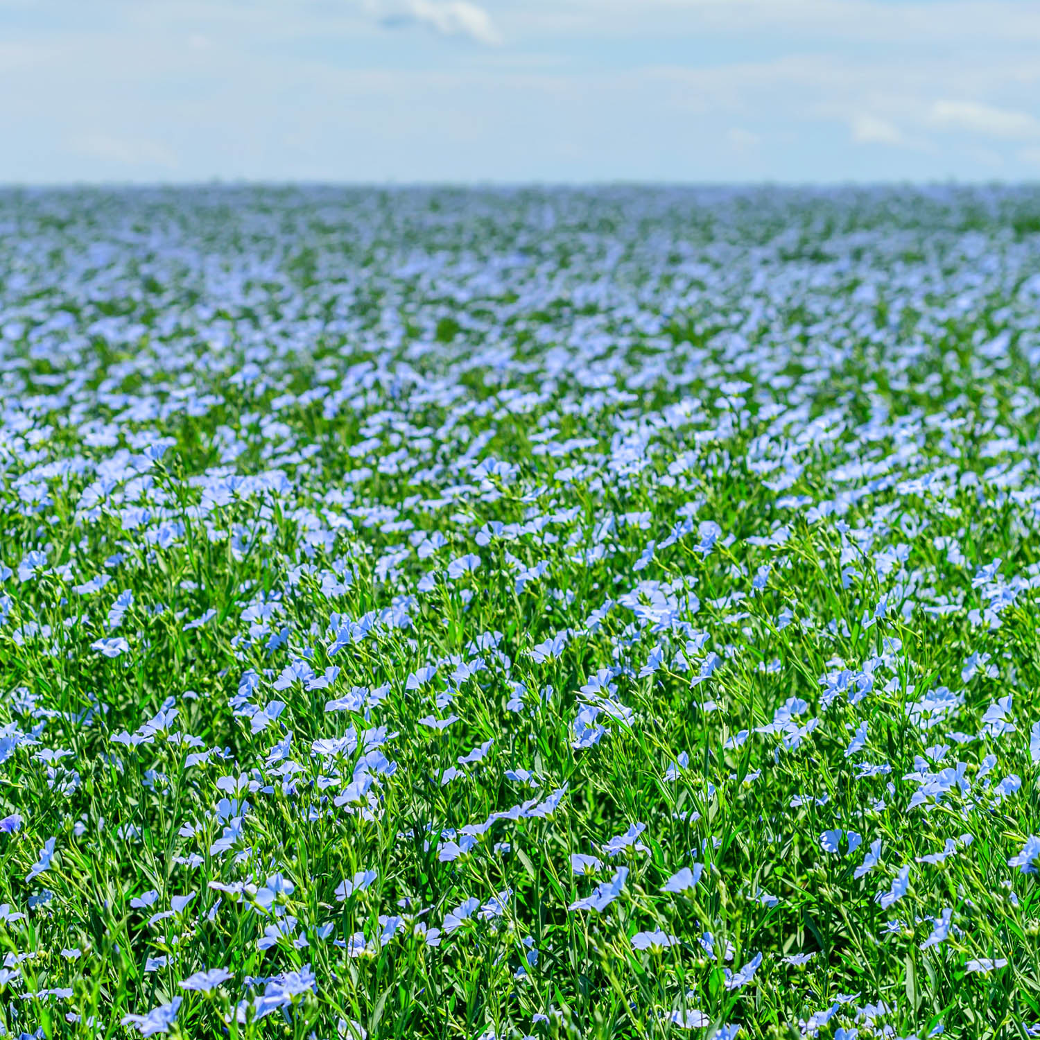 Field of Common Flax Planted From Seeds