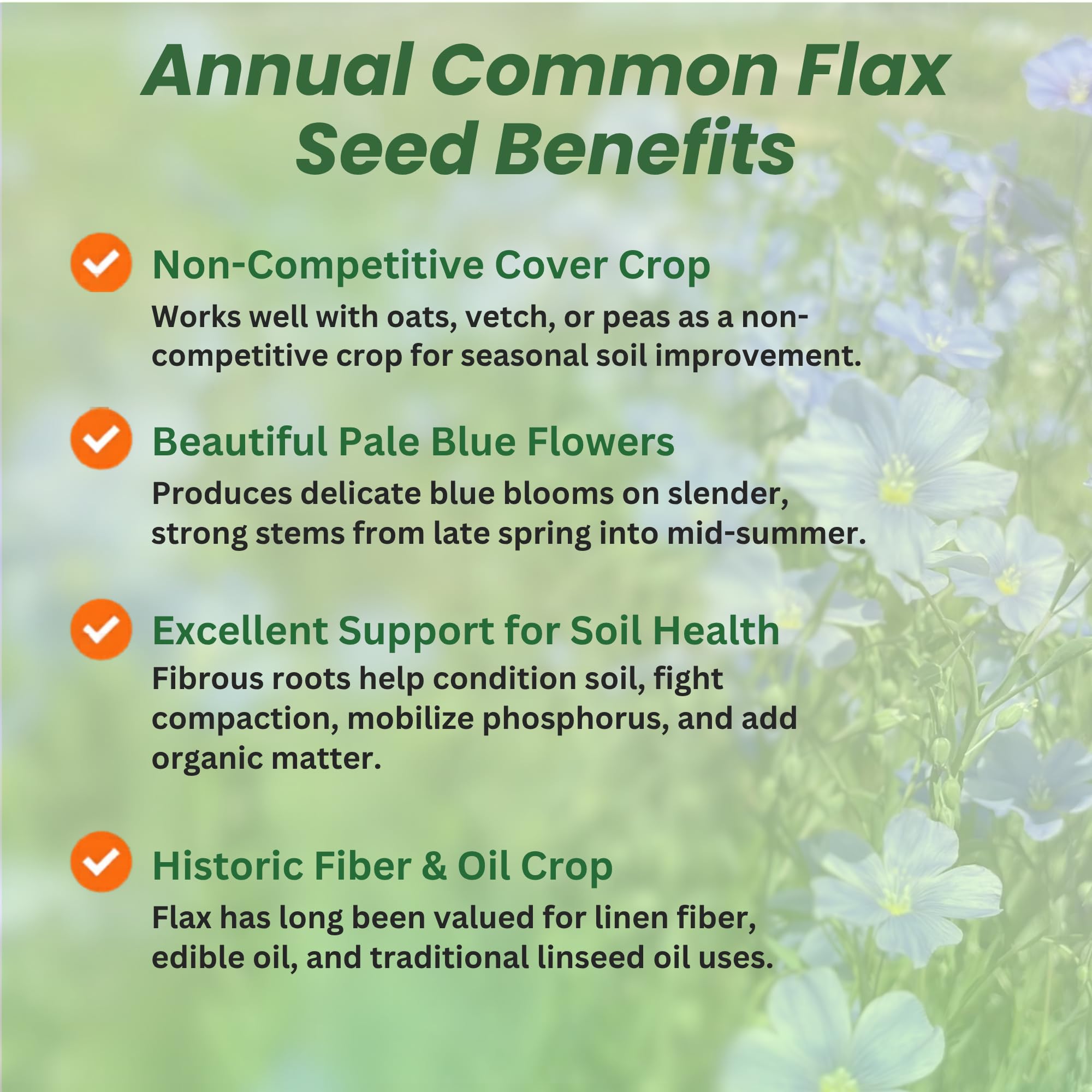 Field of Common Flax Planted From Seeds