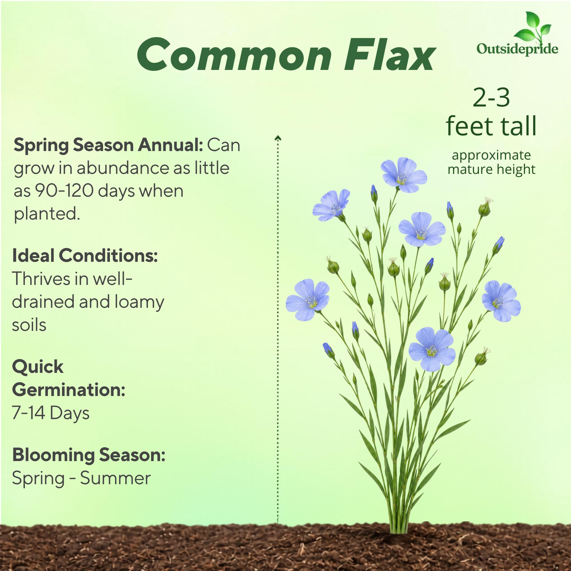 Common Flax Planted From Seeds
