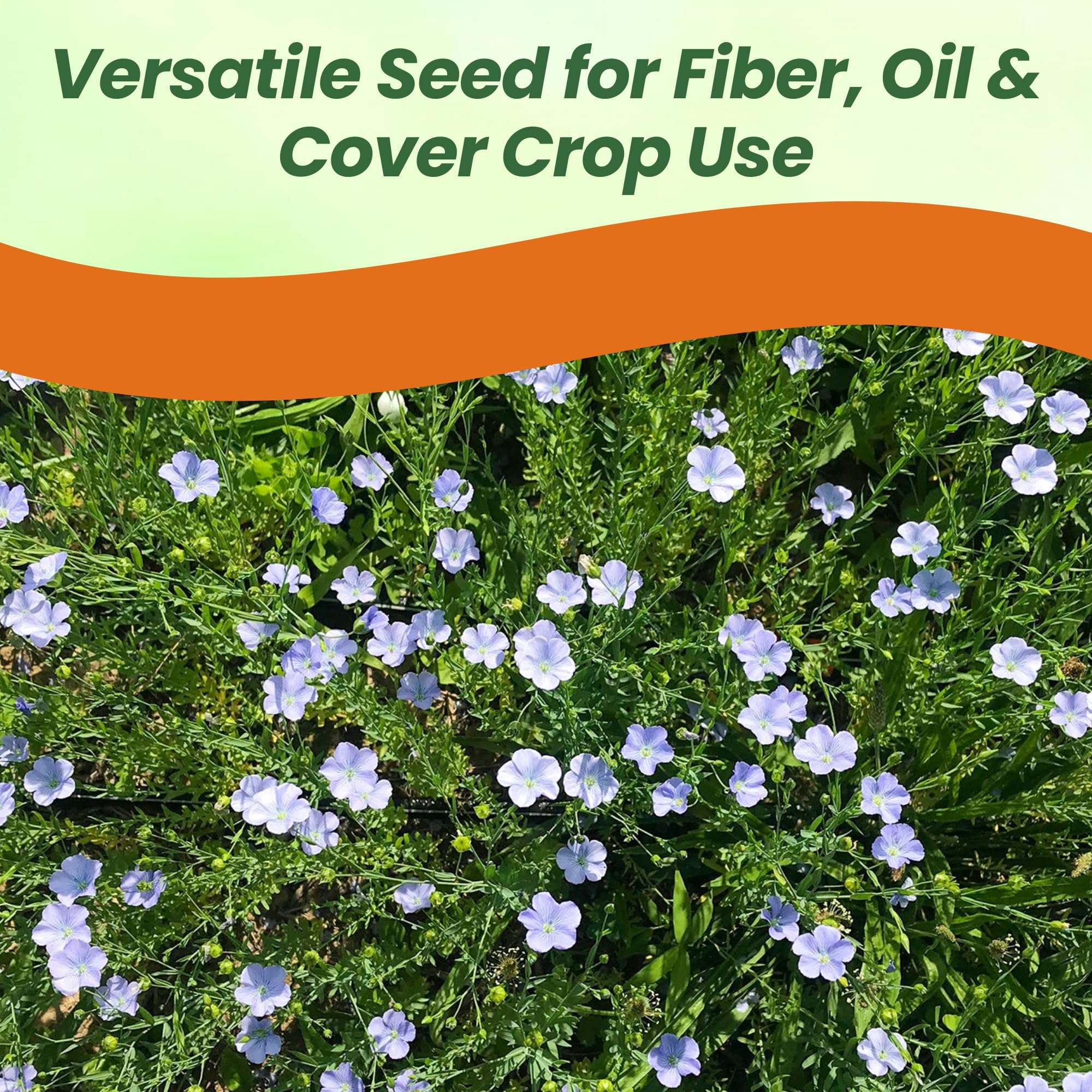 Field of Linseed Planted From Seeds