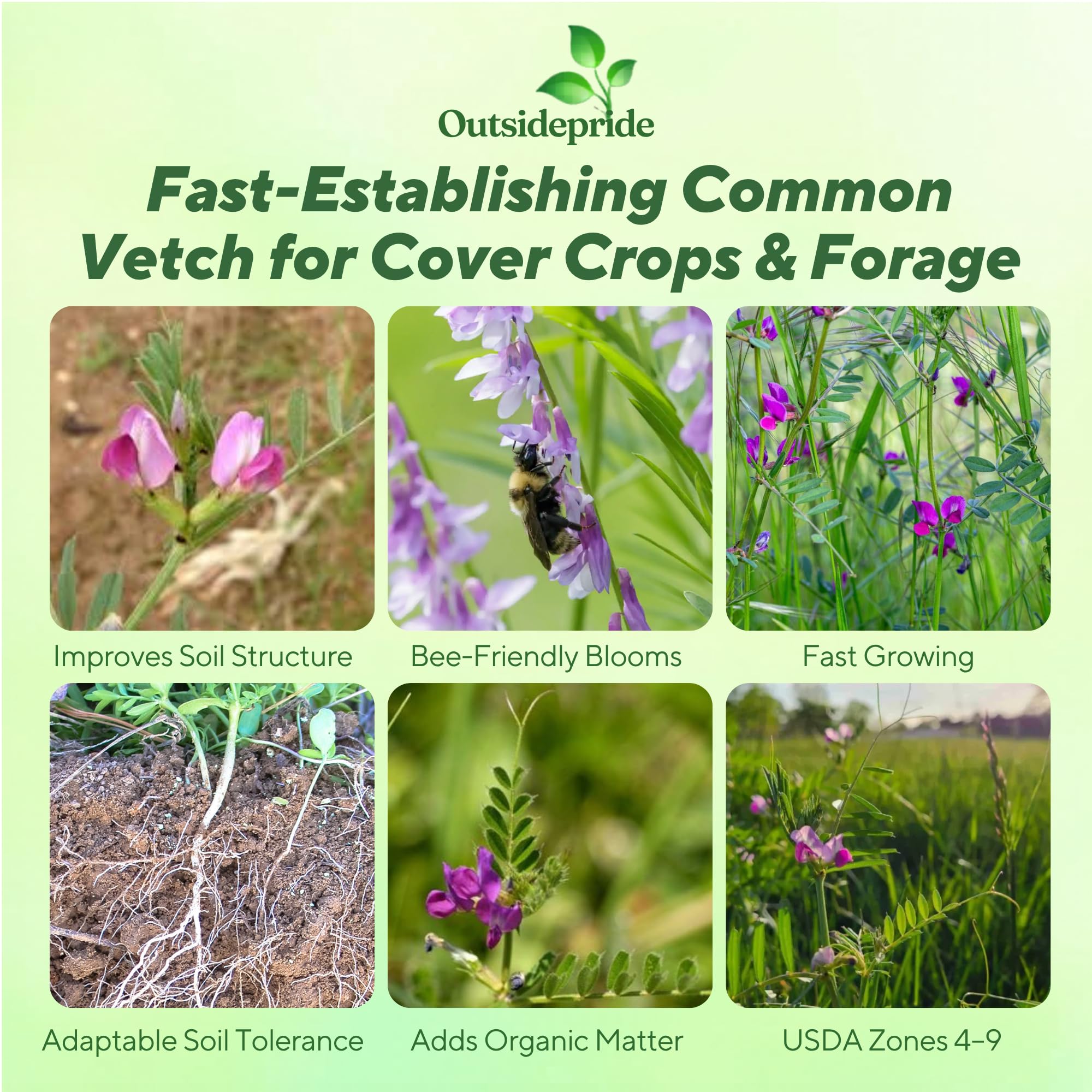 Field of Common Vetch Planted From Seeds