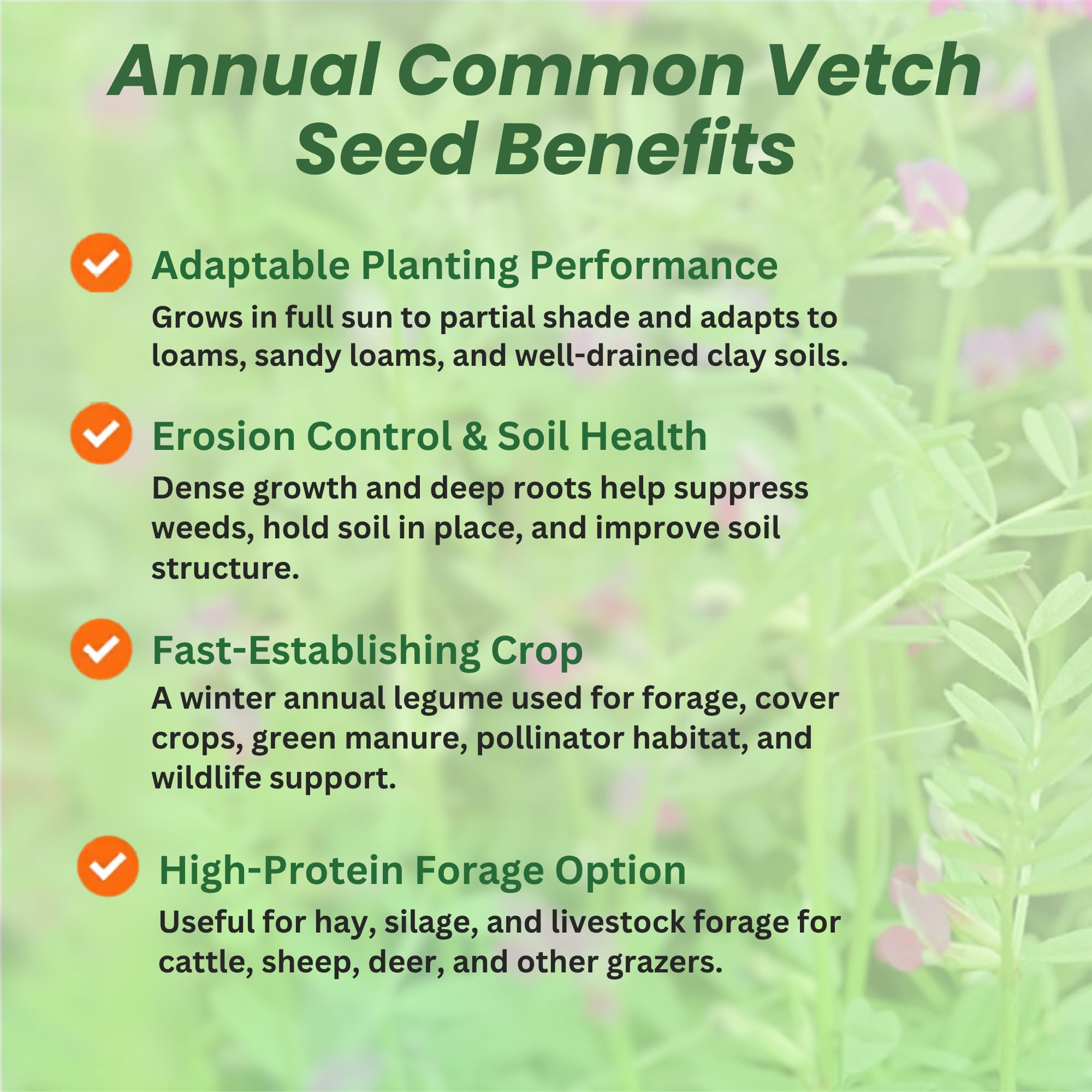 Common Vetch Planted From Seeds