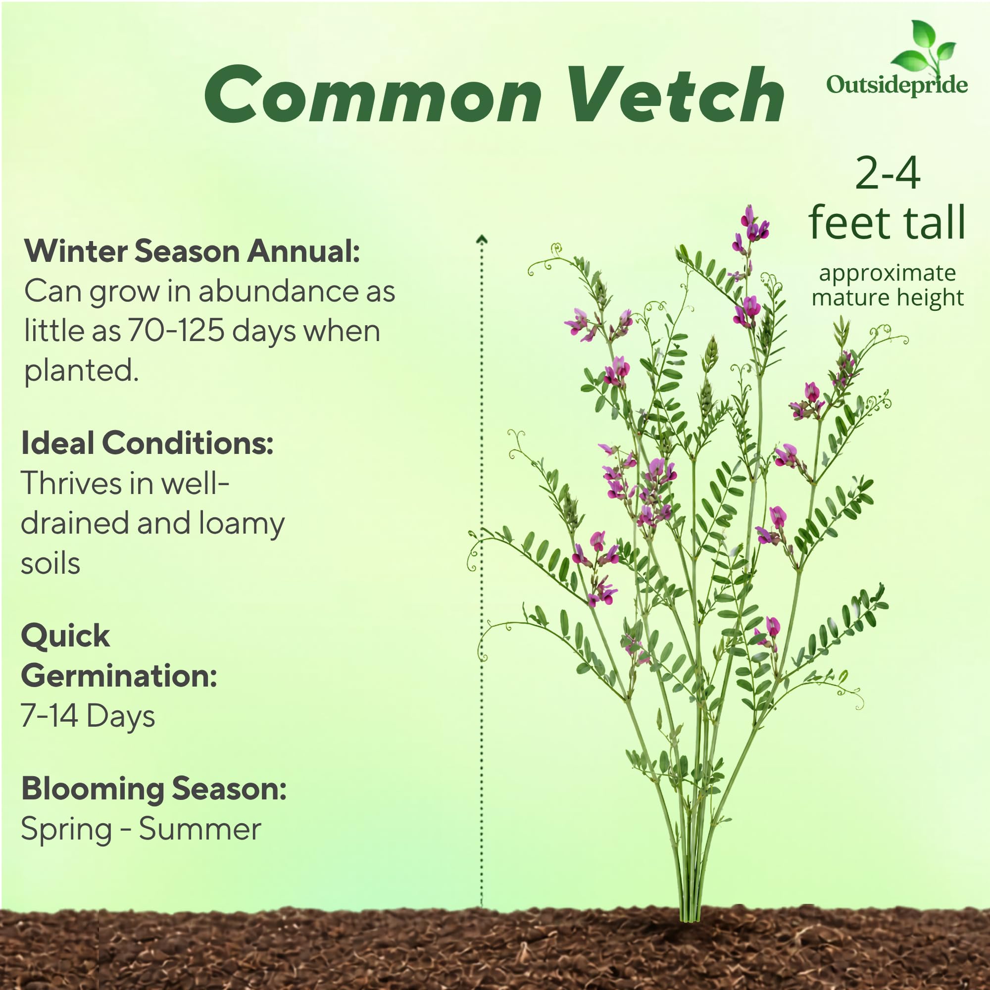 Common Vetch Cover Crop