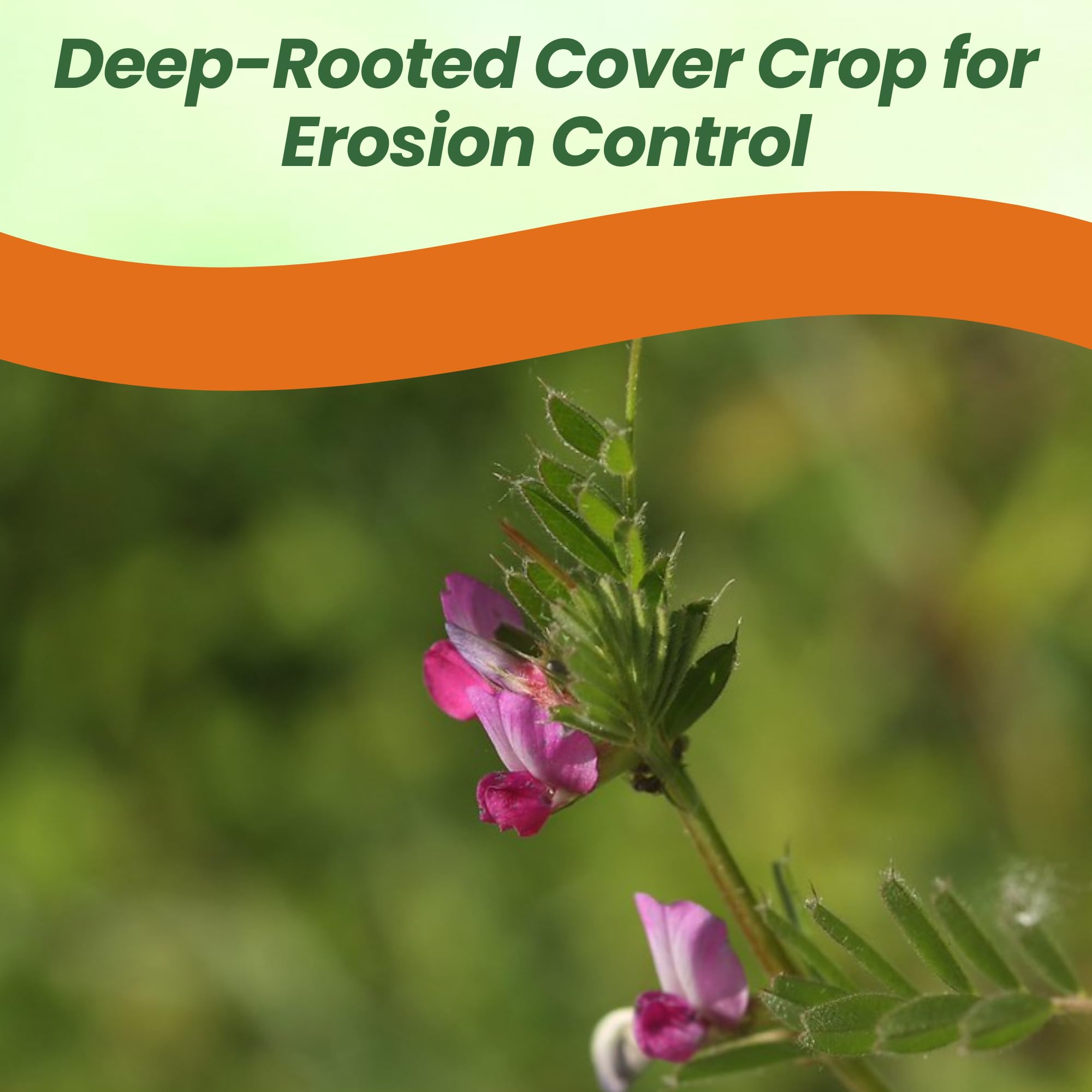 Common Vetch Seeds For Planting