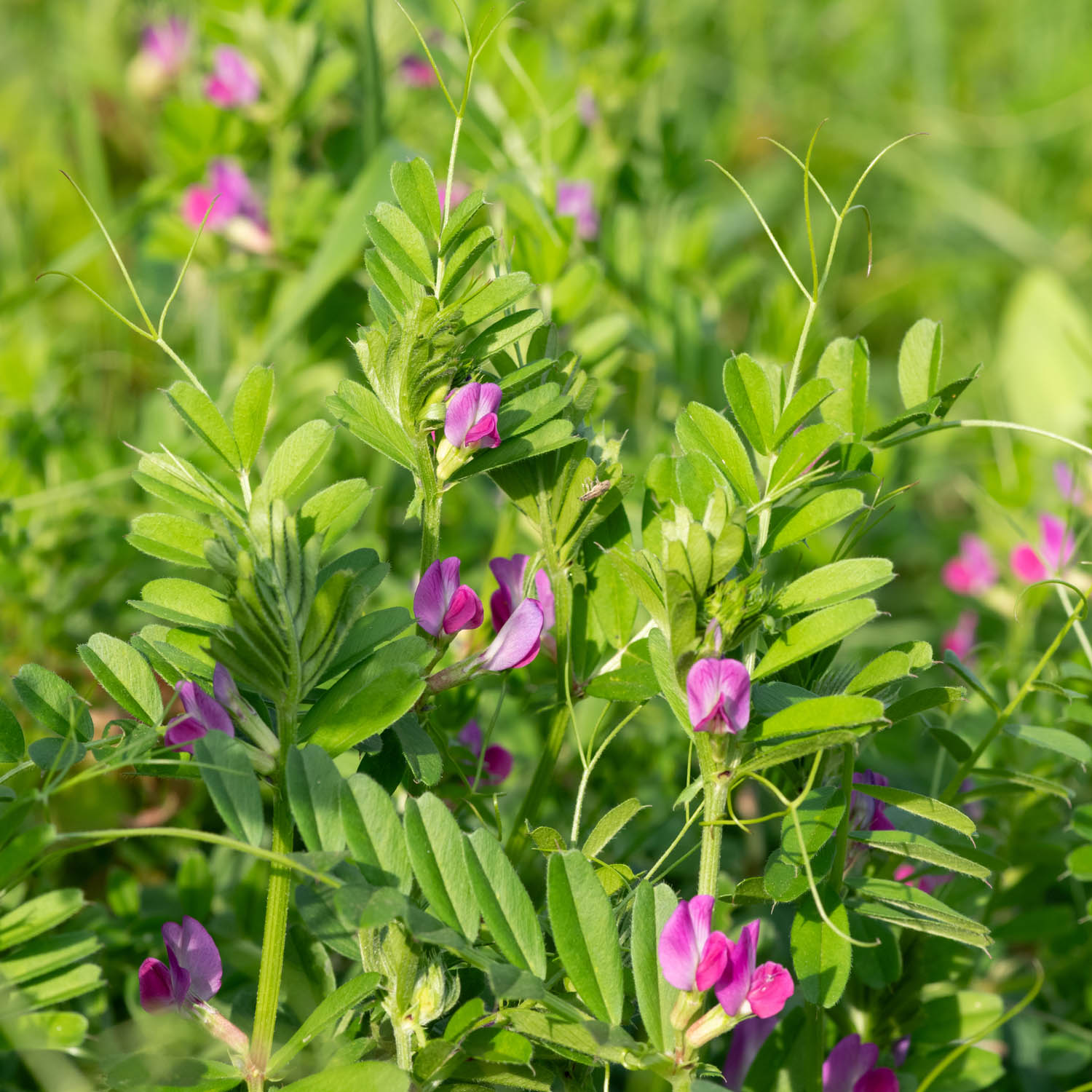 Common Vetch Seed Bag For Planting
