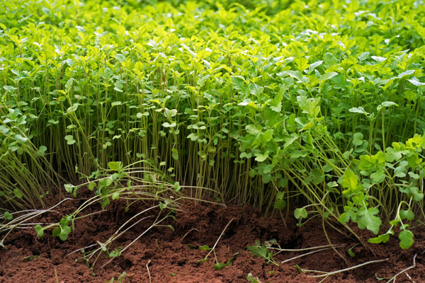 Cover Crop Field