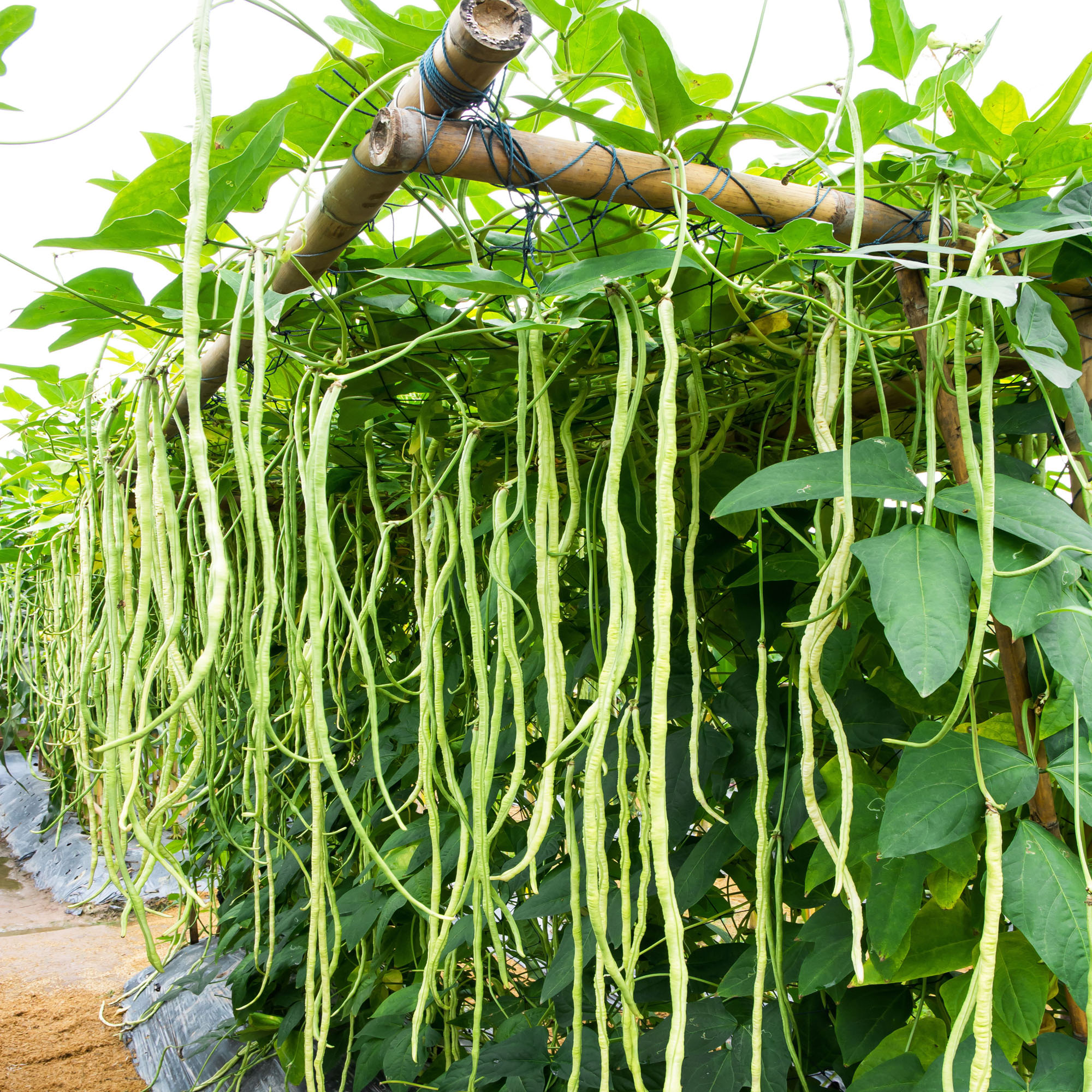 Cowpeas