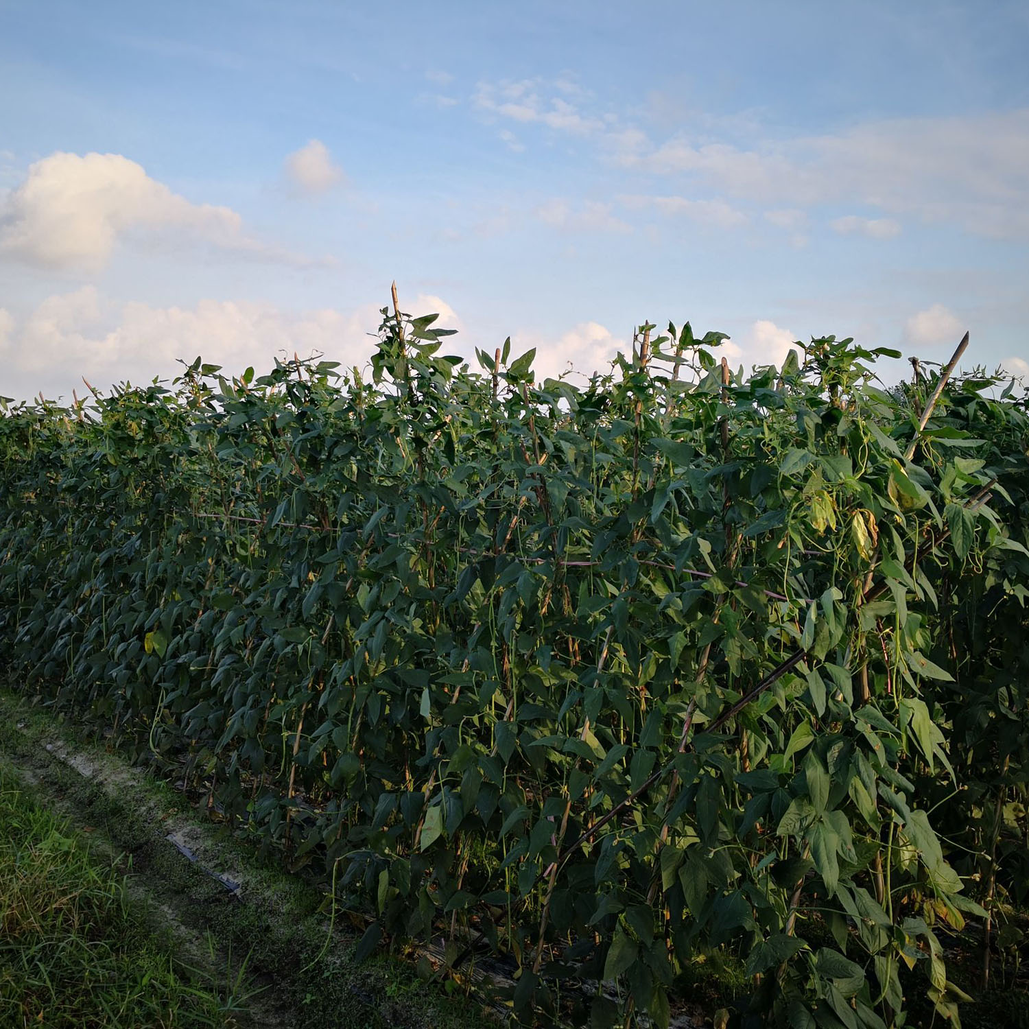 Cowpeas Cover Crop Seeds