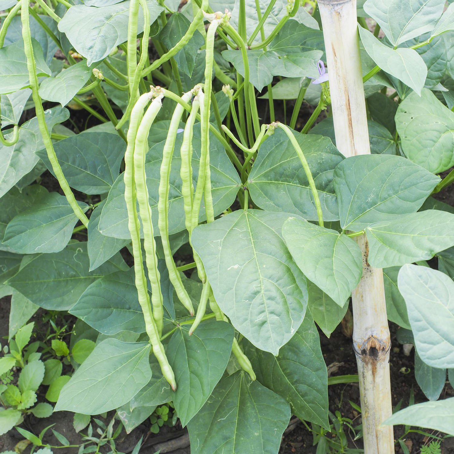 Red Ripper Cowpeas