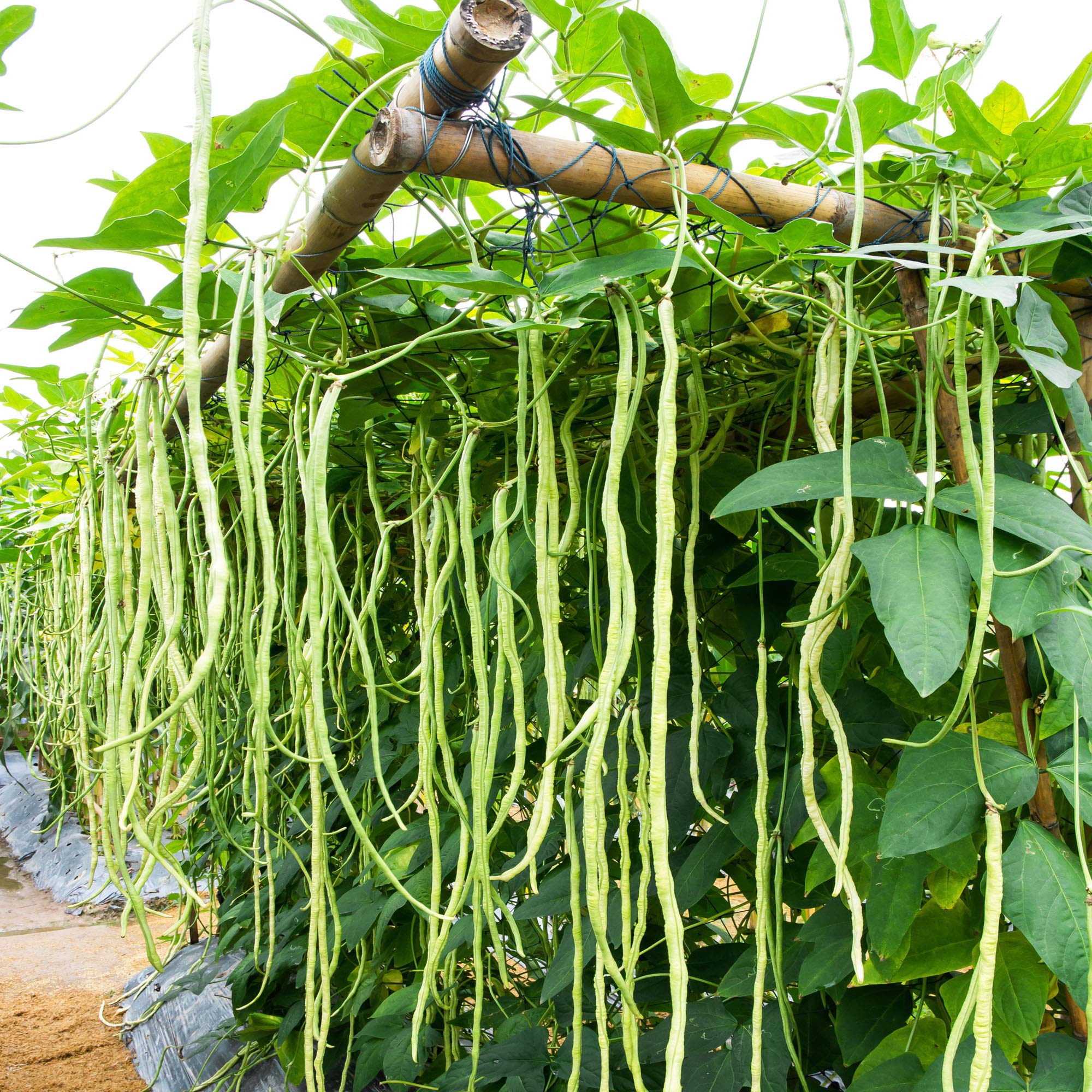 Cowpeas Seed Bag