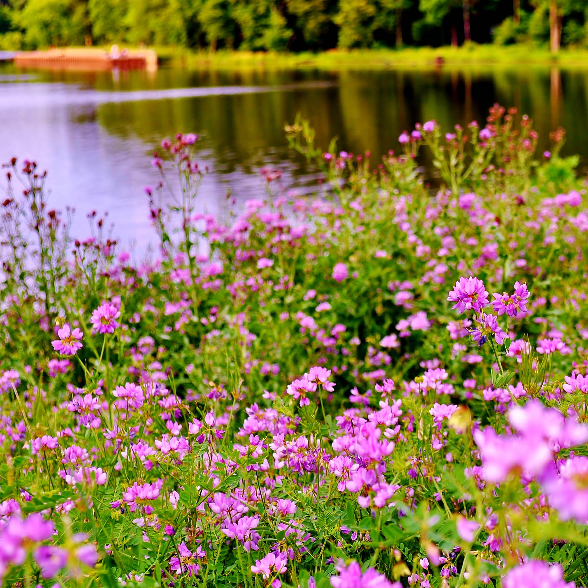 Crown Vetch Groundcover New Pond